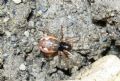 Pachygnatha sp.